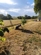 Youth planting tree at Wahoo Sunrise Cemetery